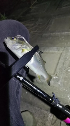 セイゴ(タイリクスズキ)の釣果