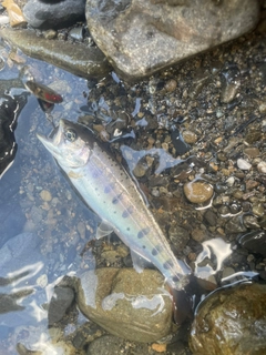 ヤマメの釣果