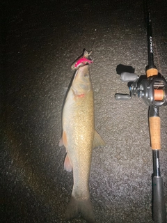 ウグイの釣果