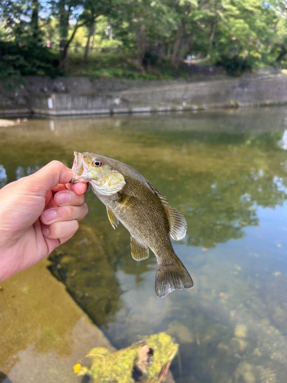 スモールマウスバス