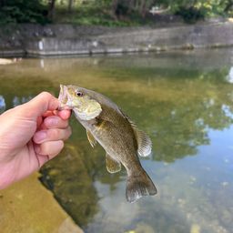 スモールマウスバス