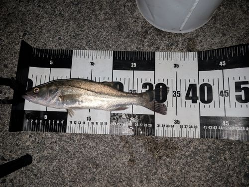 セイゴ（マルスズキ）の釣果