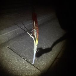 サヨリ