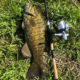 スモールマウスバス