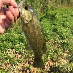 スモールマウスバス