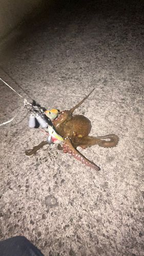 タコの釣果