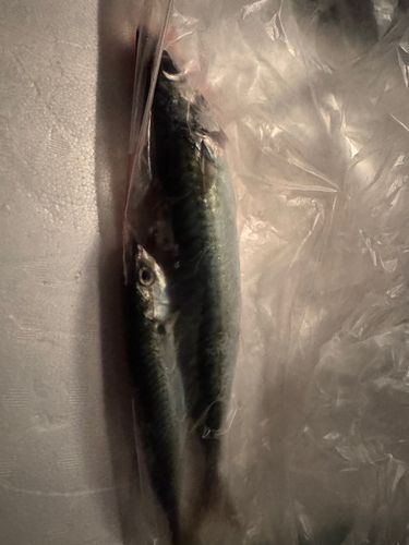 サバの釣果