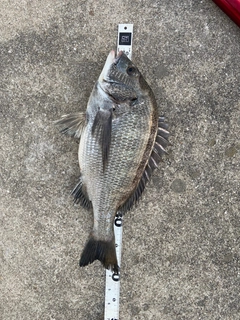 クロダイの釣果