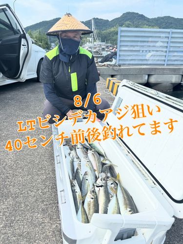 アジの釣果