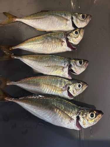 アジの釣果