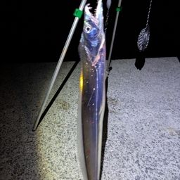 タチウオ