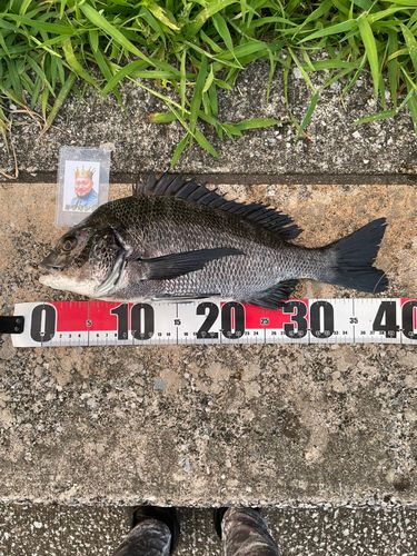 クロダイの釣果