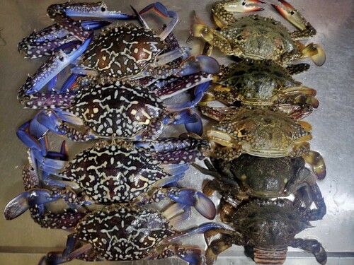 ワタリガニの釣果