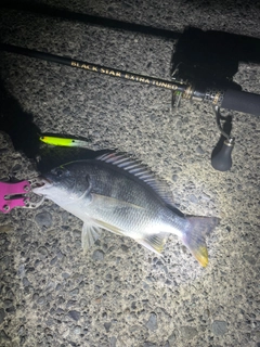 キビレの釣果