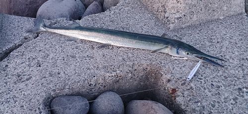 テンジクダツの釣果