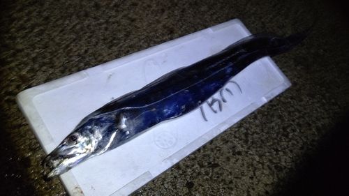 タチウオの釣果
