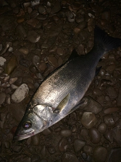 セイゴ（ヒラスズキ）の釣果