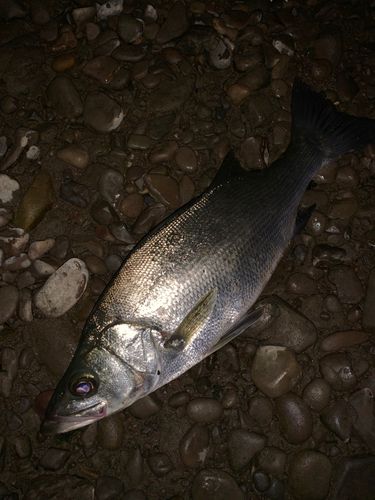 セイゴ（ヒラスズキ）の釣果