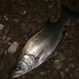 セイゴ（ヒラスズキ）