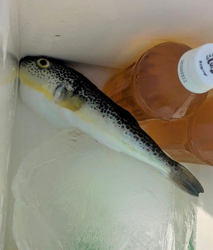 ショウサイフグの釣果