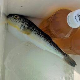 ショウサイフグ