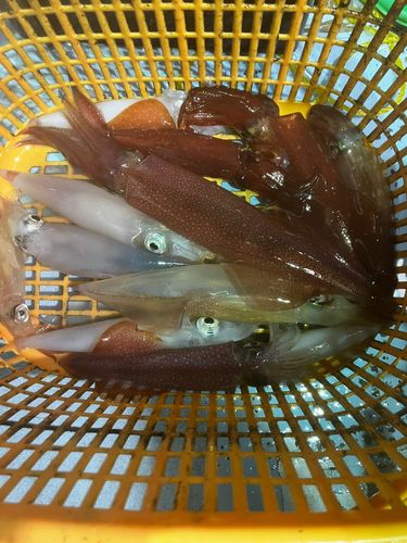 ケンサキイカの釣果