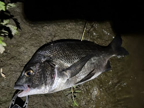 チヌの釣果