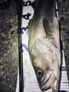 シーバスの釣果