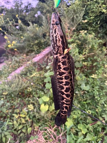 ライギョの釣果