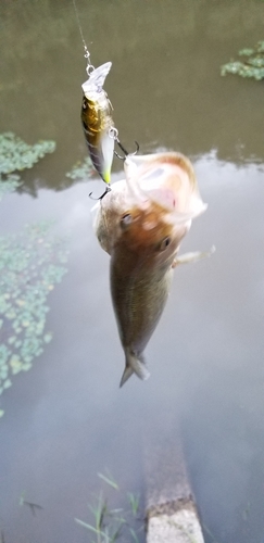 ブラックバスの釣果