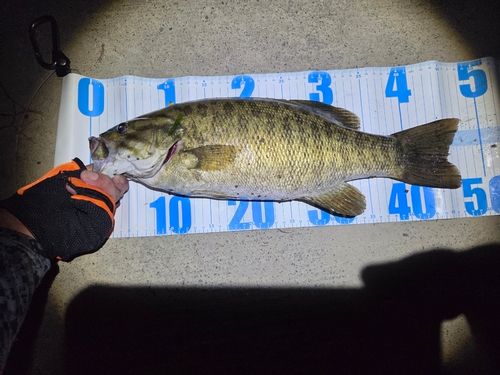 スモールマウスバスの釣果