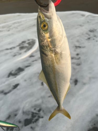 ワカシの釣果