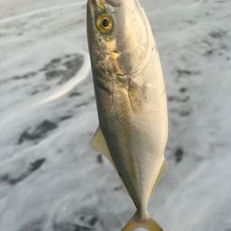 ワカシ