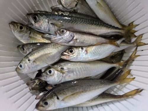 アジの釣果