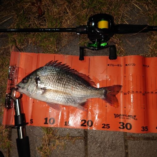 キビレの釣果