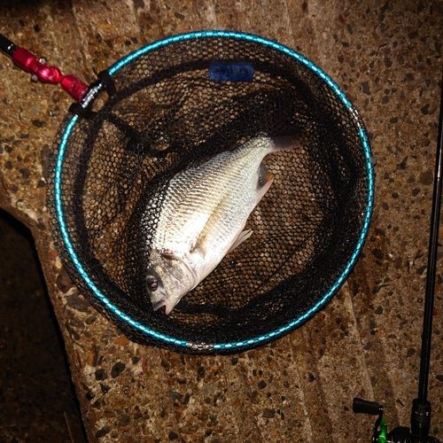 キビレの釣果