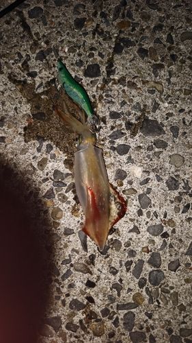 ケンサキイカの釣果