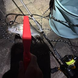 セイゴ（マルスズキ）