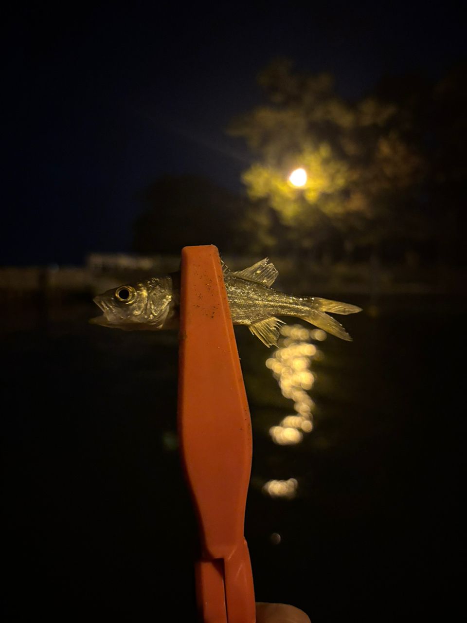 セイゴ（マルスズキ）