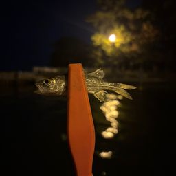 セイゴ（マルスズキ）