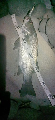 ヒラスズキの釣果