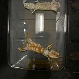 シャコ