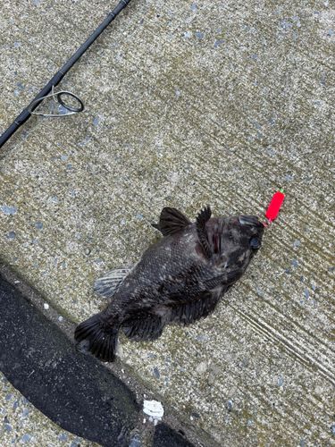 ムラソイの釣果