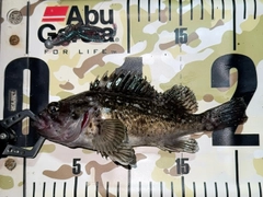 クロソイの釣果