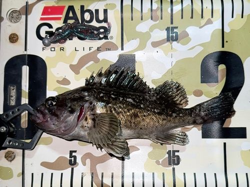 クロソイの釣果