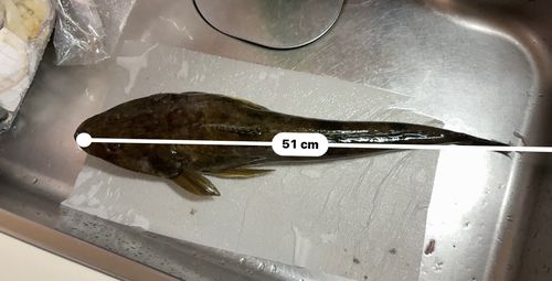 マゴチの釣果