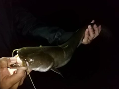 ナマズの釣果
