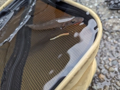 シロギスの釣果