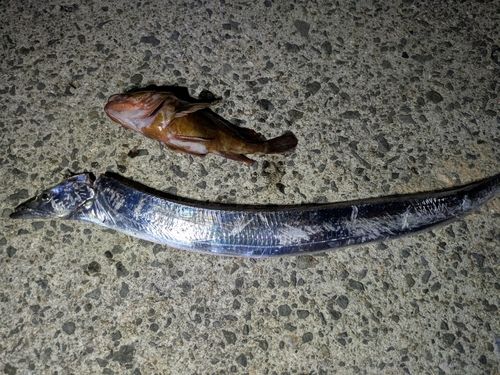 タチウオの釣果