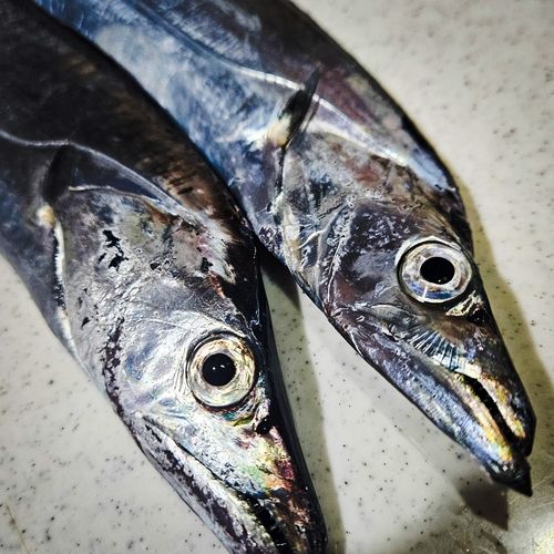 タチウオの釣果